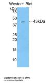 Lipocalin 9 (LCN9) Antibody
