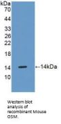Oncostatin M (OSM) Antibody