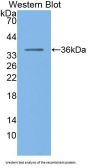 Pepsinogen C (PGC) Antibody