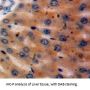 Pepsinogen C (PGC) Antibody