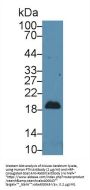Pleiotrophin (PTN) Antibody