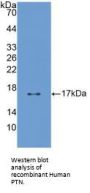 Pleiotrophin (PTN) Antibody