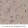 Pleiotrophin (PTN) Antibody