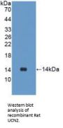 Urocortin 2 Antibody