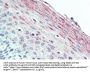 Urocortin 2 Antibody