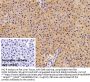 Urocortin 2 Antibody