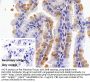 Urocortin 2 Antibody