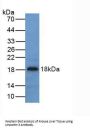 Urocortin 3 (UCN3) Antibody
