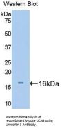 Urocortin 3 (UCN3) Antibody