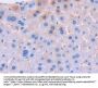 Urocortin 3 (UCN3) Antibody