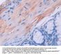 Urocortin 3 (UCN3) Antibody