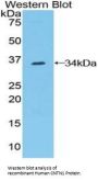 Contactin 1 (CNTN1) Antibody