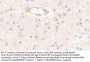 Contactin 1 (CNTN1) Antibody