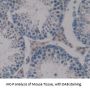 Dermatopontin (DPT) Antibody