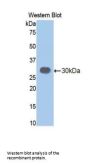 Chymotrypsin-Like Elastase Family Member 3B (CELA3B) Antibody