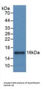 Interleukin 8 (IL8) Antibody
