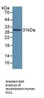 Kallikrein 1 Antibody