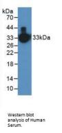 Kallikrein 1 Antibody