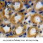 Kallikrein 1 Antibody