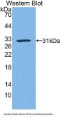 Kallikrein 1 Antibody