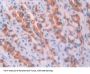 Kallikrein 1 Antibody