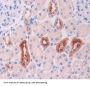 Kallikrein 1 Antibody