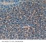 Kallikrein 4 (KLK4) Antibody