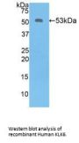 Kallikrein 6 (KLK6) Antibody