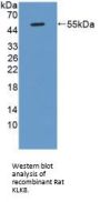 Kallikrein 8 (KLK8) Antibody