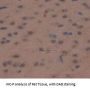 Kallikrein 8 (KLK8) Antibody