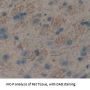 Neuropilin 1 (NRP1) Antibody