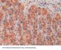 R-Spondin 1 (RSPO1) Antibody