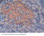 R-Spondin 1 (RSPO1) Antibody