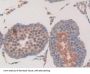 R-Spondin 1 (RSPO1) Antibody