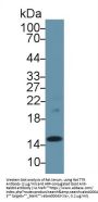 Transthyretin (TTR) Antibody