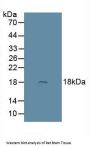 Adrenomedullin Antibody