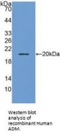 Adrenomedullin Antibody