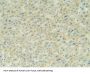 Adrenomedullin Antibody
