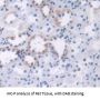 Adrenomedullin Antibody