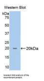 Peptidylprolyl Isomerase B / CYPB (PPIB) Antibody