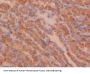 Peptidylprolyl Isomerase B / CYPB (PPIB) Antibody