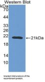 Erythropoietin (EPO) Antibody