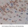 Neuropeptide Y (NPY) Antibody