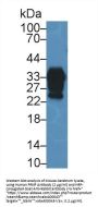 Prion Protein (PRNP) Antibody