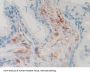 Prion Protein (PRNP) Antibody