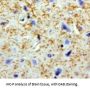 Pronociceptin (PNOC) Antibody