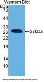 Pronociceptin (PNOC) Antibody