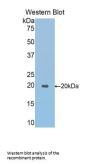 Spectrin Alpha Chain, Non-Erythrocytic 1 (SPTAN1) Antibody