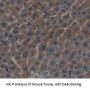 Spectrin Alpha Chain, Non-Erythrocytic 1 (SPTAN1) Antibody