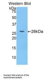 Spectrin Alpha Chain, Non-Erythrocytic 1 (SPTAN1) Antibody